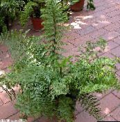 Spleenwort Urteagtige Plante (grøn)