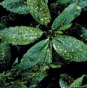 Le piante domestiche Albero Polvere D'oro, Aucuba Japonica gli arbusti eterogeneo