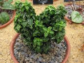 Домашние растения Бересклет (Эвонимус) кустарники, Euonymus japonica зеленый