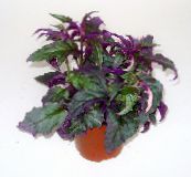 Purple Velvet Plant, Royal Velvet Plant