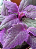 Домашні рослини Гінура, Gynura aurantiaca фіолетовий