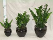 Plantas de interior Fat Boy, Zamiaculcas zamiifolia verde escuro