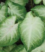 Krukväxter Caladium gyllene