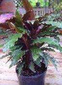 Интериорни растения Calathea, Зебра Растение, Паун Растителна тъмно-зелен