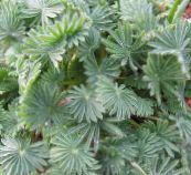 Oxalis Urteagtige Plante (sølvfarvede)