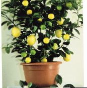 Indendørs planter Citron træ, Lemon mørkegrøn