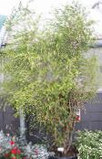 Домашні рослини Мелалеука дерево, Melaleuca зелений