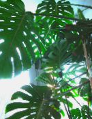 Fendue Philodendron Feuilles