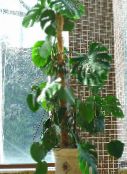 Plantas de salón Dividida Hoja Filodendro liana, Monstera oscuro-verde