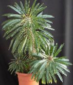 Pachypodium Kruidachtige Plant (groen)