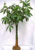 Indoor plants Guiana chestnut, Water Chestnut tree, Pachira aquatica green