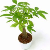 Домашні рослини Пахира дерево, Pachira aquatica зелений