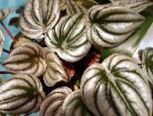 Radiator Anlegg, Vannmelon Begonia, Baby Gummi-Anlegg Urteaktig Plante (sølv)
