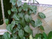 Vidinis augalai Celebes Pipirai, Didinga Pipirų liana, Piper crocatum tamsiai žalia