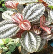 Kapalı bitkiler Alüminyum Tesisi, Pilea rengârenk