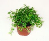 Kapalı bitkiler Topçu Eğrelti Otu, Minyatür Peperomia, Pilea microphylla, Pilea depressa açık yeşil