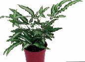 Pteris Herbaceous Plant (motley)