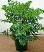 Sobne biljke China Doll grmovi, Radermachera sinica zelena