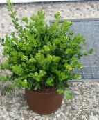 Домашні рослини Самшит чагарник, Buxus зелений