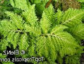 Pokojowe Rośliny Selaginella jasno-zielony