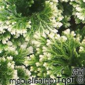 Selaginella Otsu Bir Bitkidir (rengârenk)