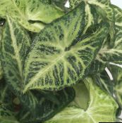 des plantes en pot Syngonium une liane bigarré