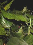 Szobanövények Aglaonema, Ezüst Örökzöld zöld