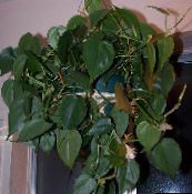 Vidinis augalai Filodendras Liana, Philodendron  liana žalias