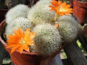 Sisäkasvit Kruunu Kaktus aavikkokaktus, Rebutia oranssi