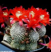 Indoor plants Crown Cactus, Rebutia red