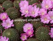 Krukväxter Krona Kaktus, Rebutia lila