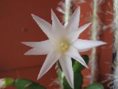 Plantas de interior Easter Cactus, Rhipsalidopsis branco