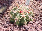 Vnútorné Rastliny Ferocactus pustý kaktus červená