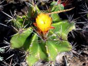 Indendørs planter Ferocactus ørken kaktus gul