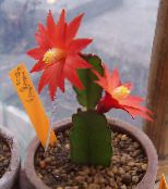 Drankere Drømme Tre Kaktus (rød)