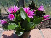 Pokojové rostliny Opilci Sen lesní kaktus, Hatiora růžový