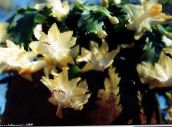 Krukväxter Jul Kaktus skogskaktus, Schlumbergera gul
