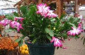 Plantas de salón Cactus De Navidad, Schlumbergera rosa