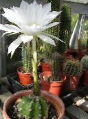 Plantas de salón Cardo Mundo, Cactus De La Antorcha cacto desierto, Echinopsis blanco