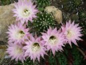 Plantas de salón Cardo Mundo, Cactus De La Antorcha cacto desierto, Echinopsis rosa