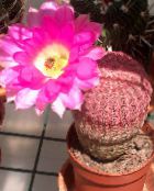 Sisäkasvit Siili Kaktus, Pitsi Kaktus, Sateenkaari Kaktus aavikkokaktus, Echinocereus pinkki