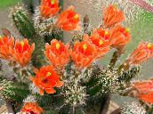 Krukväxter Igelkott Kaktus, Spets Kaktus, Regnbåge Kaktus, Echinocereus apelsin