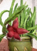  Carrion Plant, Starfish Flower, Starfish Cactus succulent, Stapelia red