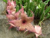 Plante de interior Planta Carrion, Floare Stea, Stea De Mare Cactus suculent, Stapelia roz