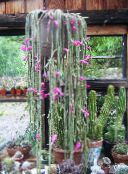 Szobanövények Patkányfarok Kaktusz, Aporocactus rózsaszín
