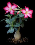 Topfpflanzen Desert Rose sukkulenten, Adenium rosa