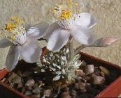 Indoor plants Anacampseros succulent white