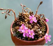 Indoor plants Anacampseros succulent pink