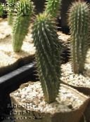 Indoor plants Hoodia desert cactus pink