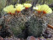 Innendørs planter Astrophytum ørken kaktus gul